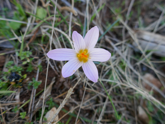 Crocus