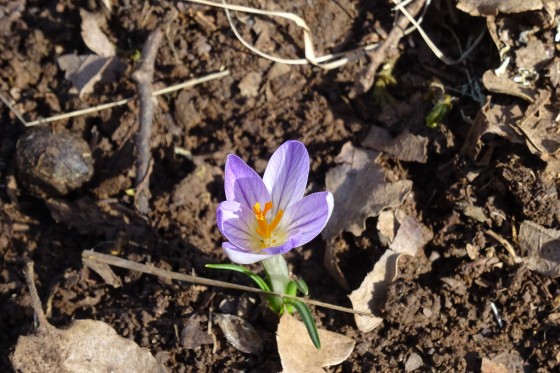 Crocus