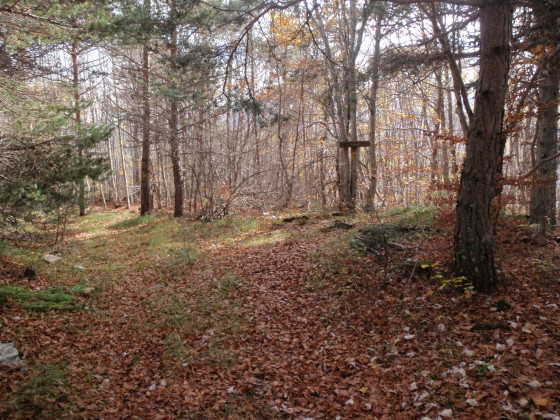 Croisement dans le bois de Clot Labessié