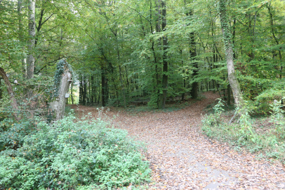 Croisement de la route forestière avec le chemin menant à Drachenbronn