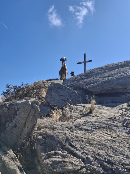 Chèvres au pied de la croix du Mont Castellare