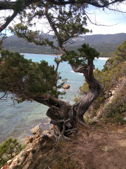 Cupabia &agrave; travers le maquis