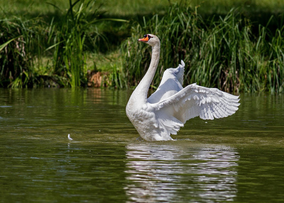Cygne