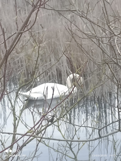 cygne sur le plan d\'eau