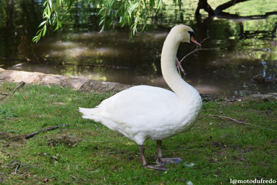 Cygne