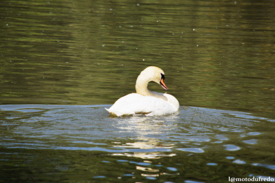 Cygne