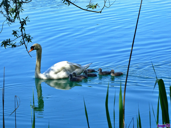 Cygne