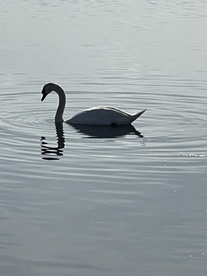 Cygne