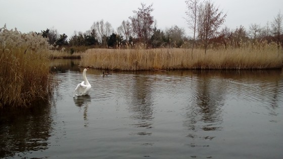 Cygne