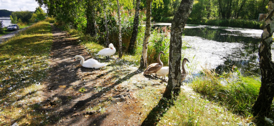 Cygnes au bord de l'étang