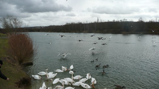 cygnes et oies bernaches