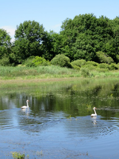 Cygnes sur l\'étang