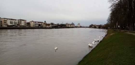 Cygnes sur la Seine