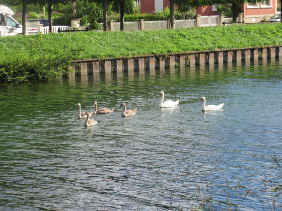 Cygnes sur le Canal de Meaux à Chalifert