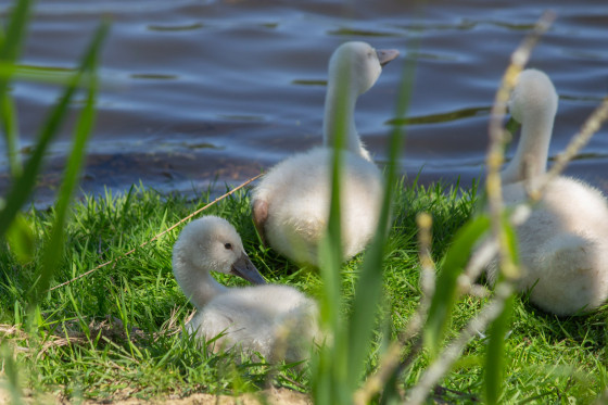 Cygnes