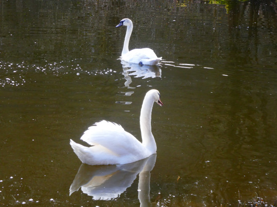 Cygnes