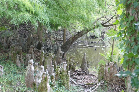 Cyprès chauves