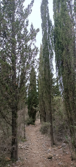 cyprès