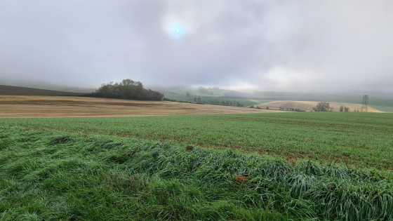 Dans la brume.