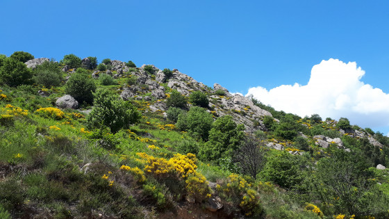Dans la descente