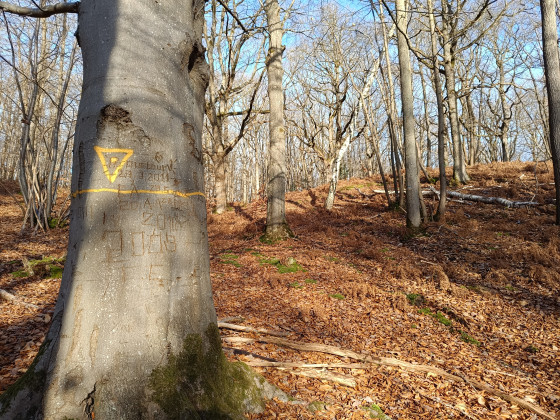 Dans la forêt d'Abbecourt