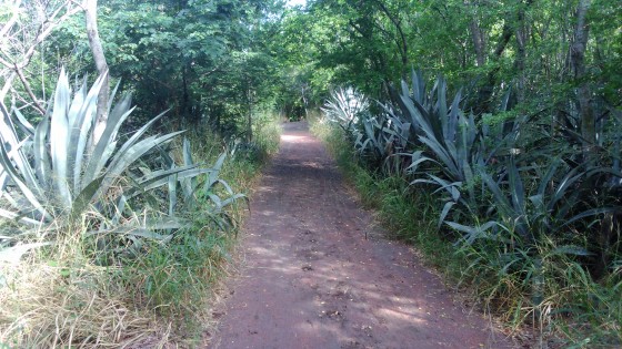 Dans la Forêt de l\'Étang-Salé