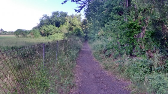 Dans la Forêt de l\'Étang-Salé