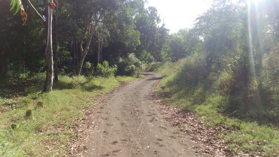 Dans la Forêt de l\'Étang-Salé