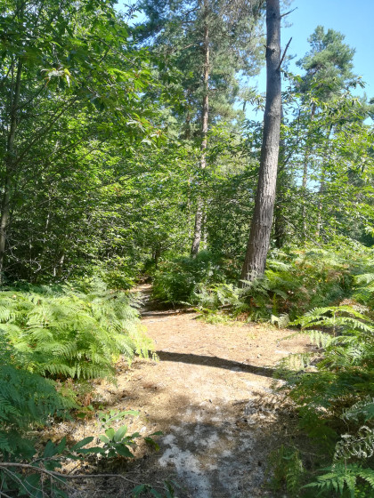 Dans la forêt de Montmorency