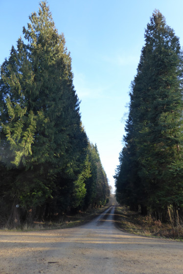 Dans la forêt de Natrou, une piste bordée de thuyas