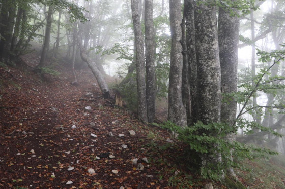 Dans la forêt et dans les nuages