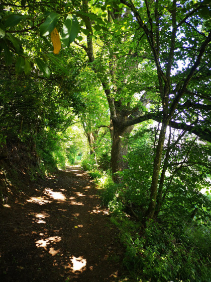Dans la forêt