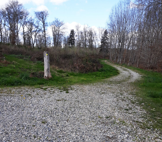 Dans la forêt