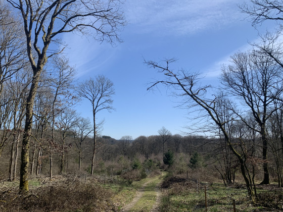 Dans la for&ecirc;t