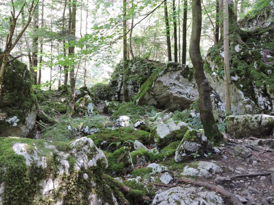 Dans la forêt