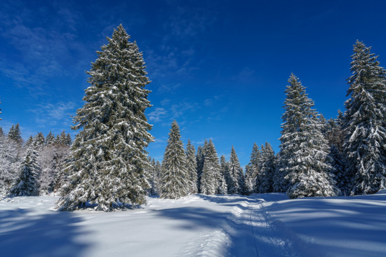 Dans la for&ecirc;t