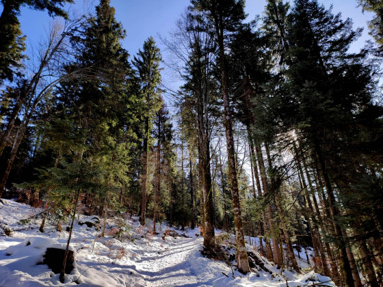 dans la for&ecirc;t