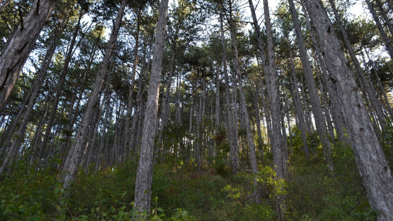 Dans la forêt