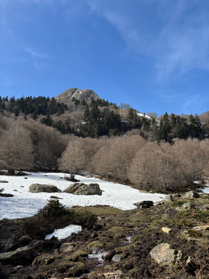 Dans la for&ecirc;t