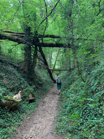 Dans la fraicheur des sous bois