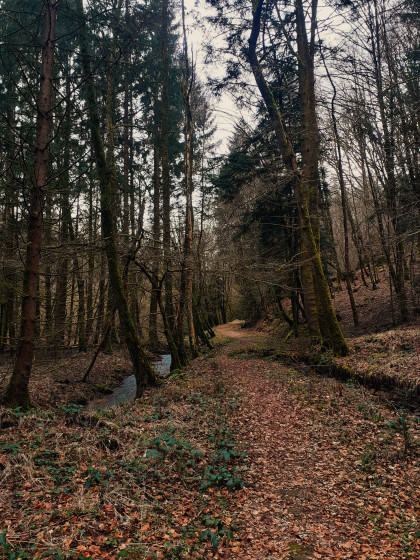 Dans la gorge du loup