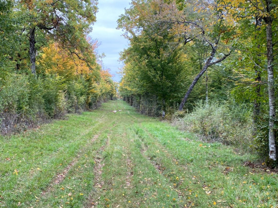 Dans la grande allée de la forêt de Pasques