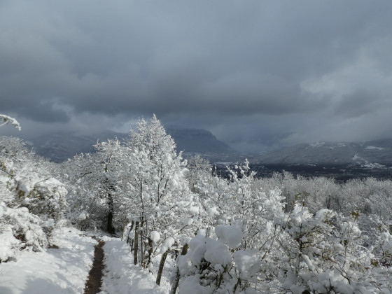 Dans la poudreuse