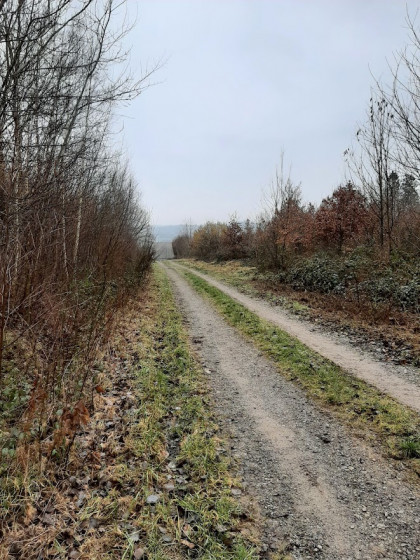 Dans le Bois de la Petite Vilette