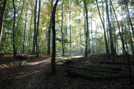 Dans le bois de Ringeldorf
