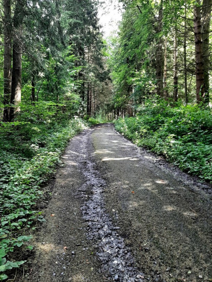 Dans le bois Verdiau