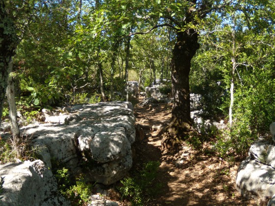 Dans le bois