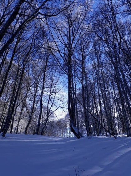 Dans le bois