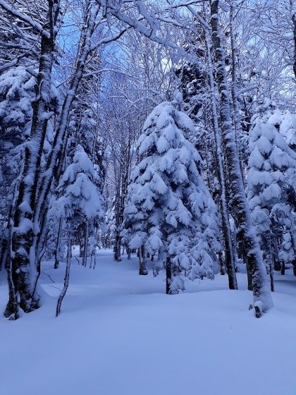 Dans le bois
