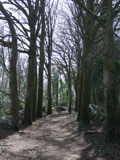 Dans le bois